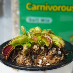 Back view of Kapecute Carnivorous Plant Soil Mix packaging with details