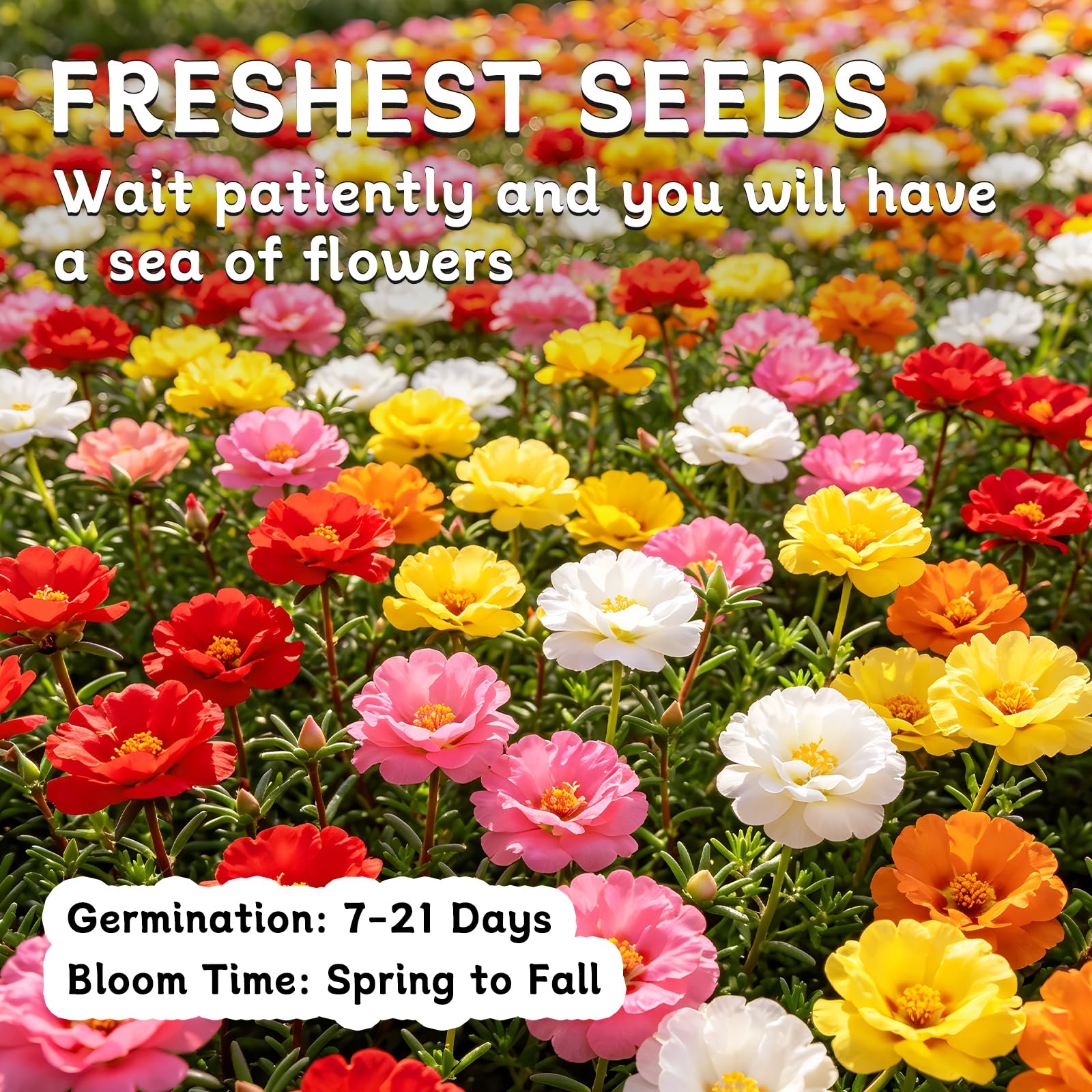 Back view of LUOJIBIE Moss Rose Seeds packaging with nutritional information