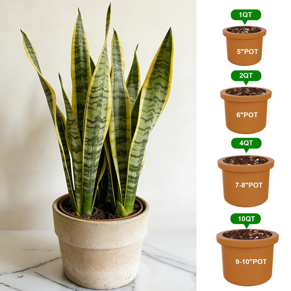 Back view of Omitgoter Organic Snake Plant Potting Soil 1QT package