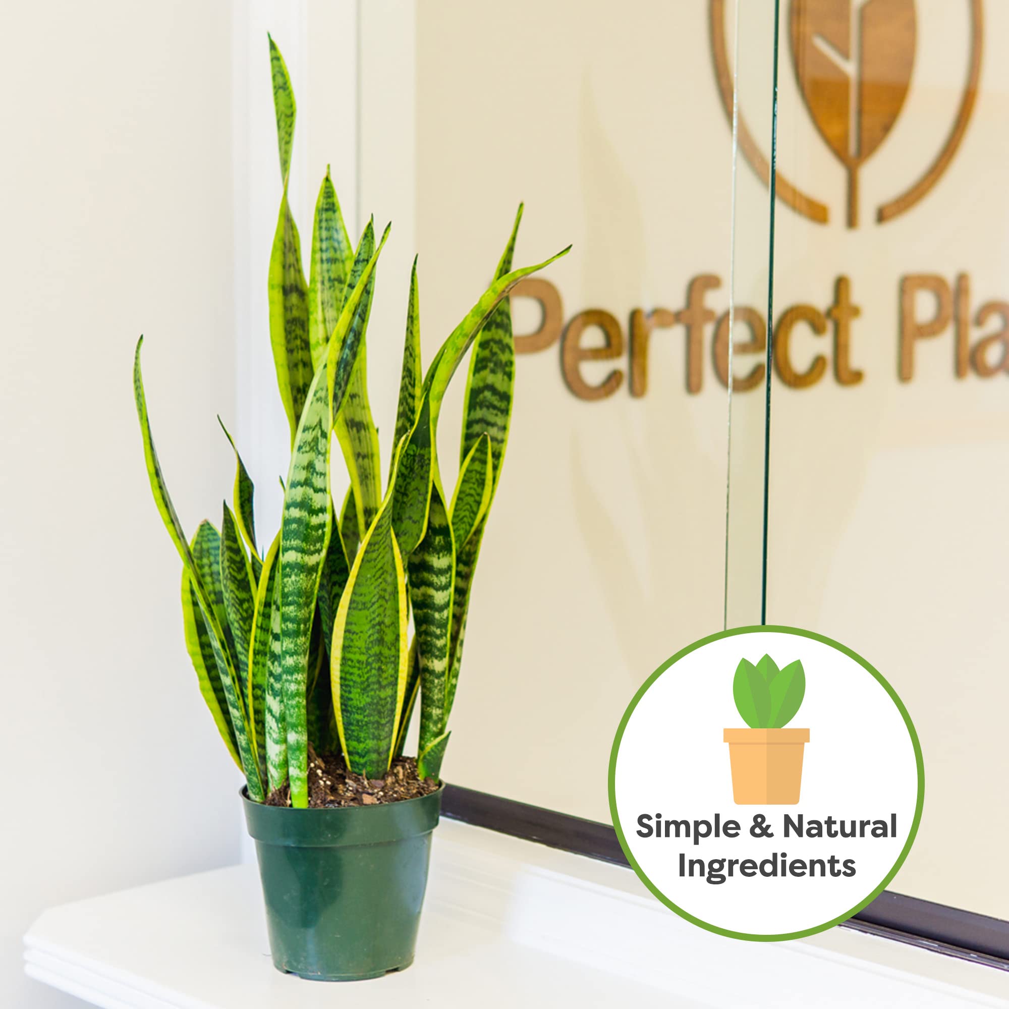 Back view of PERFECT PLANTS Snake Plant Soil 4qt bag