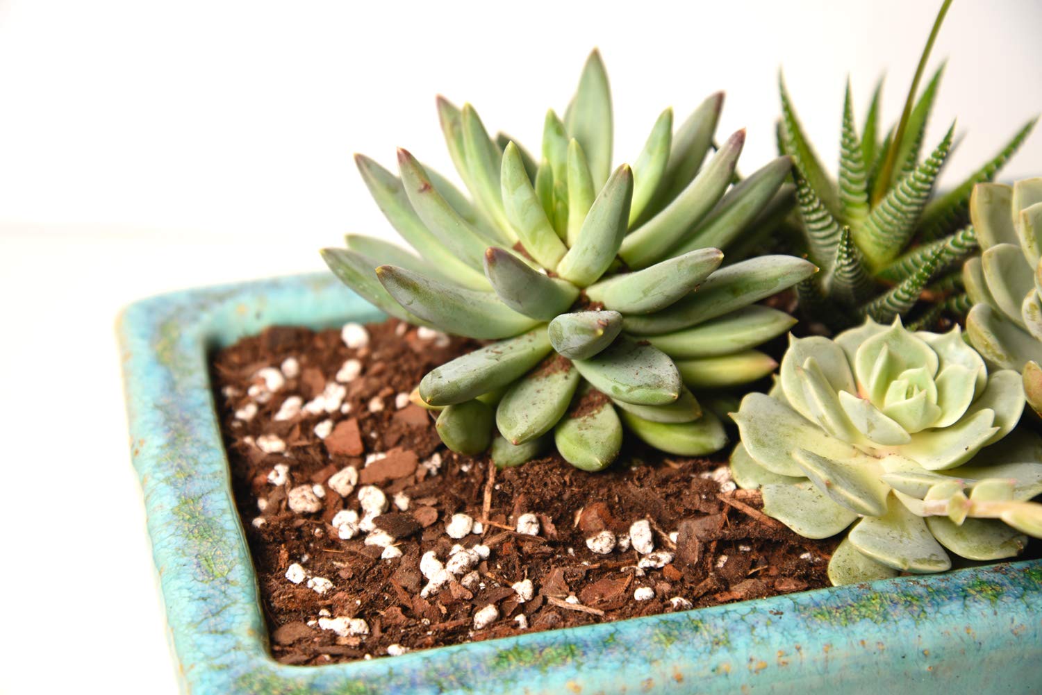 Back view of PERFECT PLANTS Succulent Soil Mix bag