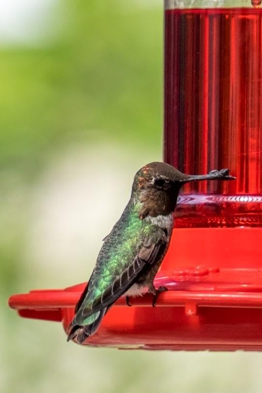 Back view of Rocky Mountain Goods Hummingbird Feeder showing assembly