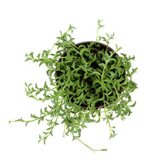 Back view of String of Dolphins plant showing trailing stems