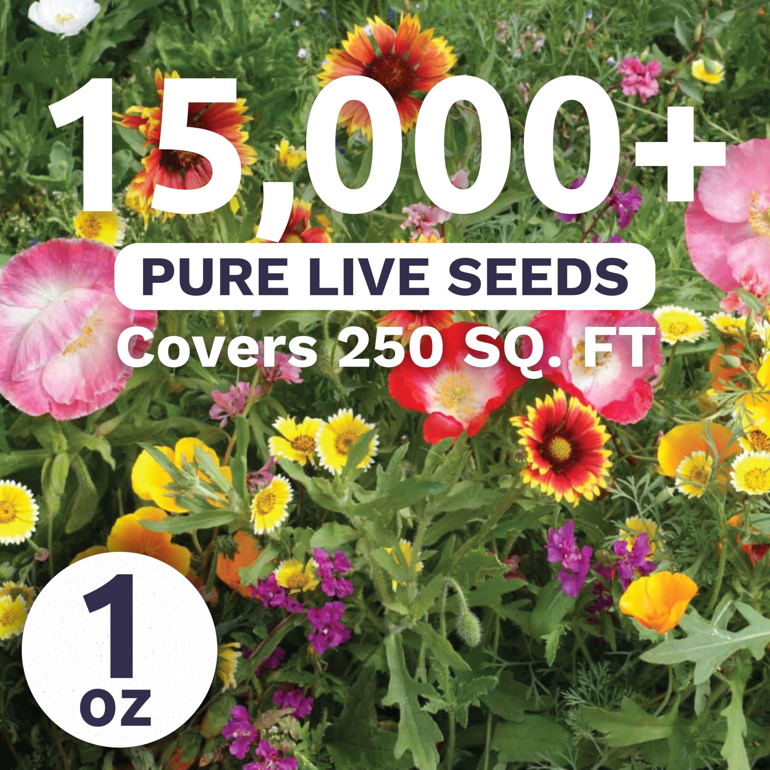 Back view of SWEET YARDS wildflower seeds with planting instructions