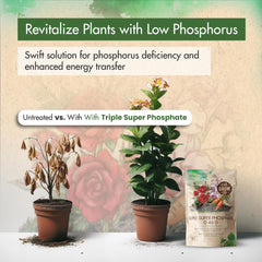 Back view of The Grow Co Triple Super Phosphate fertilizer bag