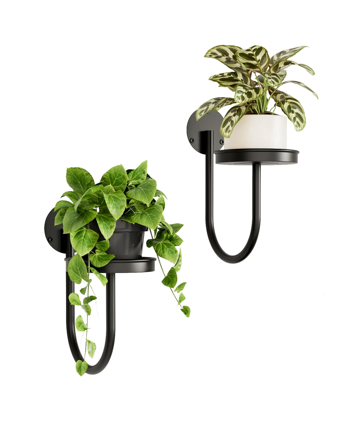 Bamworld Wall Plant Holder front view with black finish