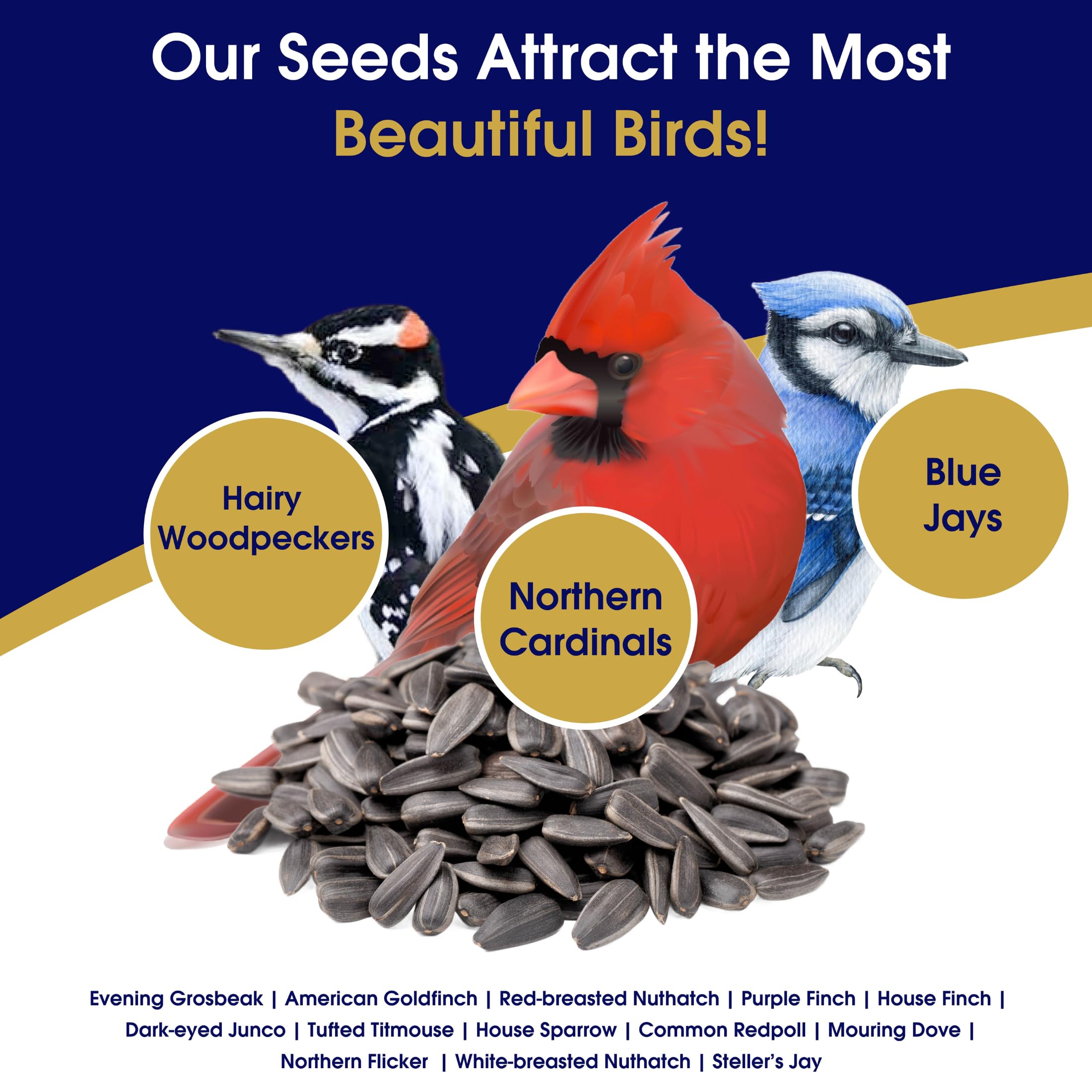Bangerz Sunz Black Oil Sunflower Seeds 3 lbs in a feeder with birds