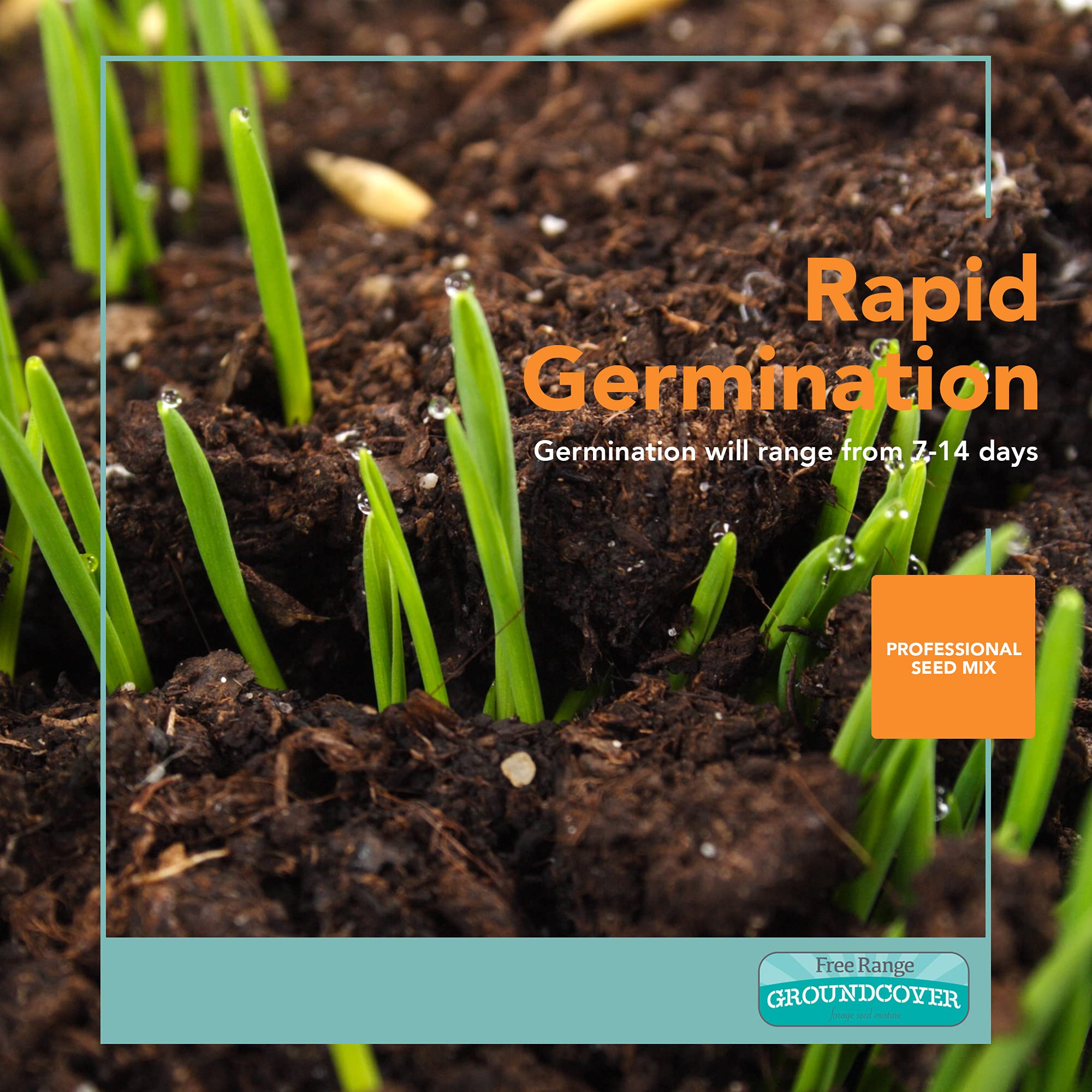 Barenbrug Free Range GroundCover seeds in chicken run