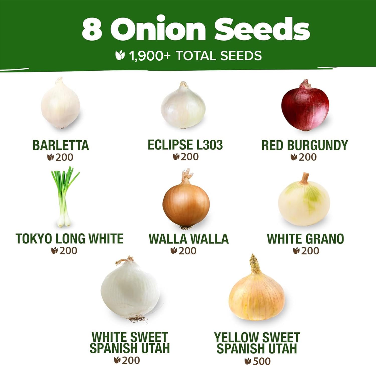 Barletta onion seeds with green stalks