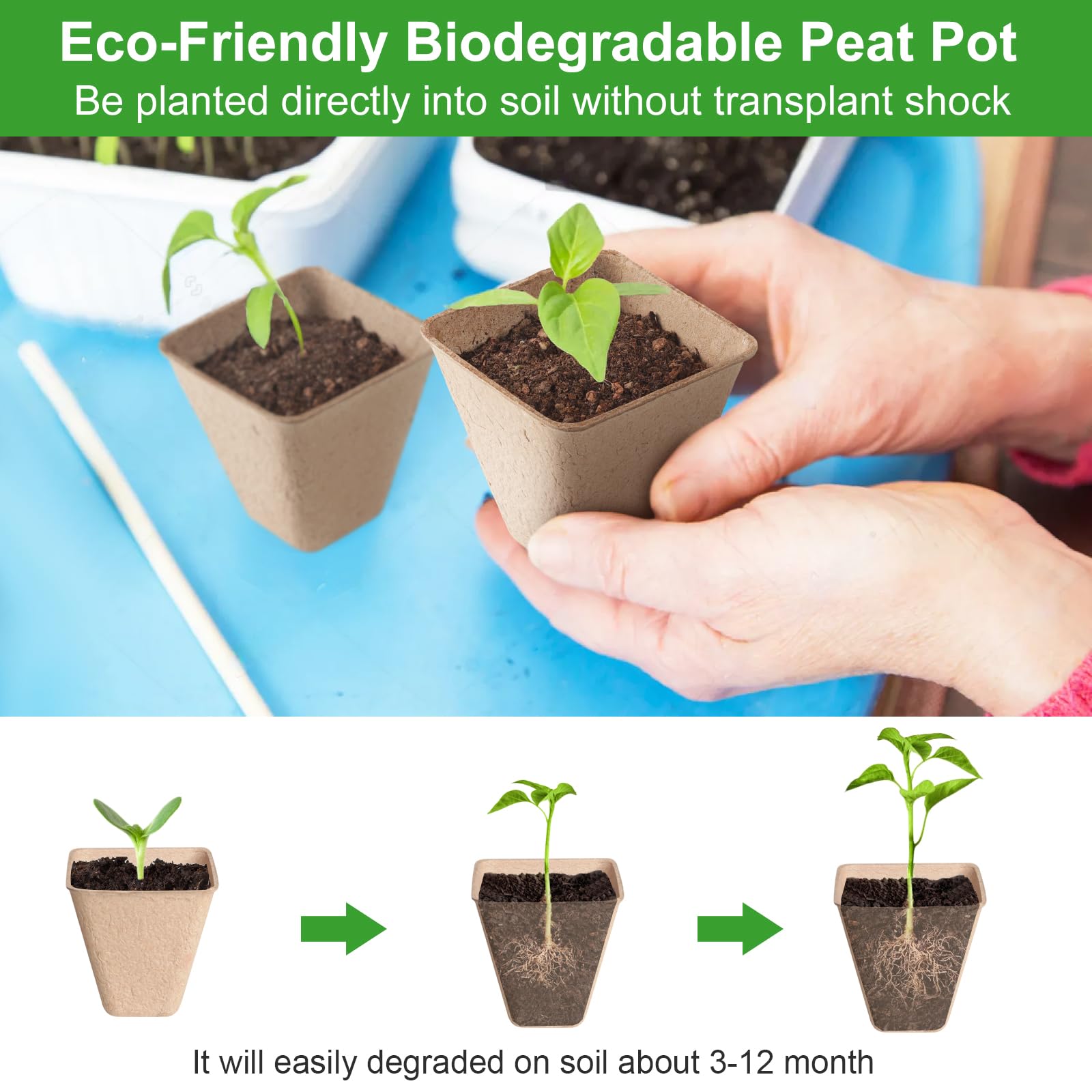 Baxrou peat pots in use with seedlings