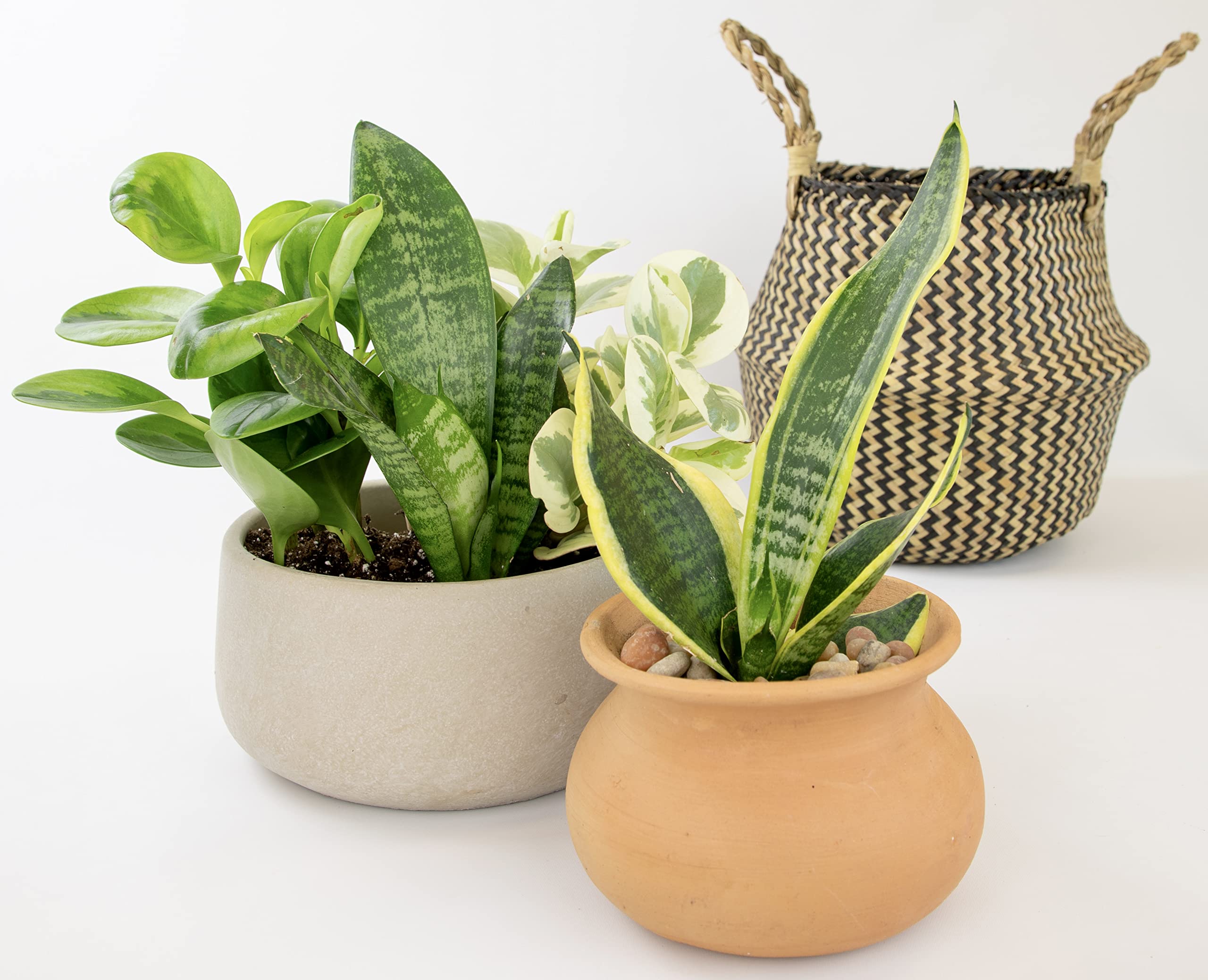 Beautiful arrangement of Altman Plants indoor houseplants