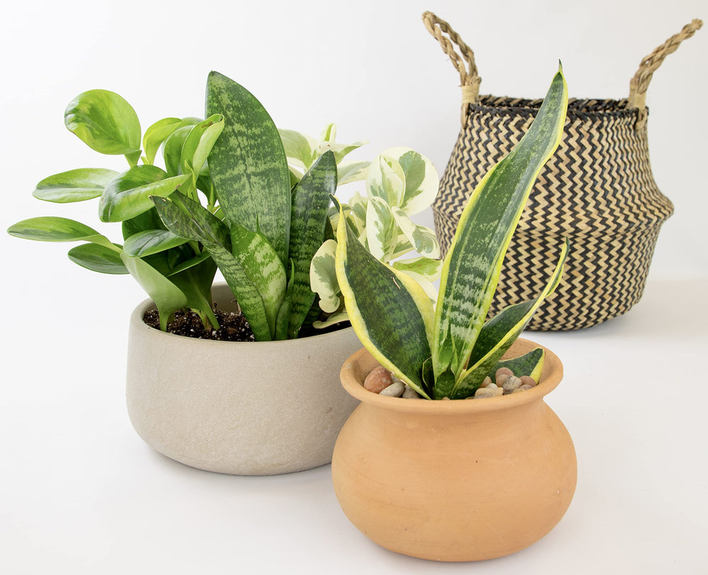Beautiful arrangement of Altman Plants indoor houseplants