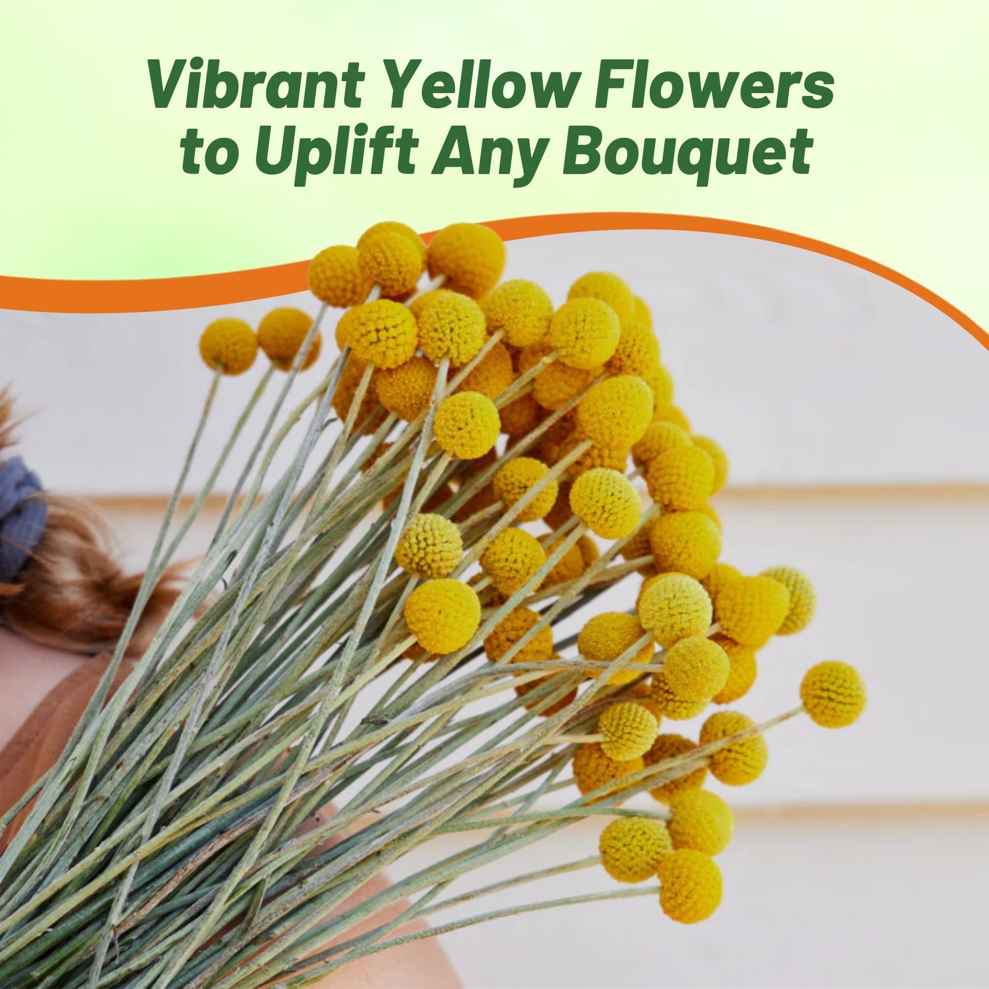 Beautiful arrangement of cut Craspedia Globosa flowers