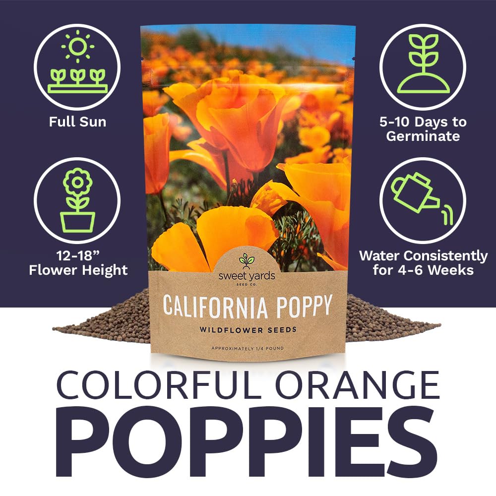 Beautiful California Poppy flowers in a sunny garden