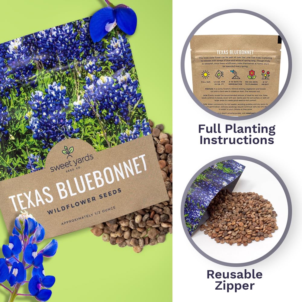 Beautiful display of Texas Bluebonnet flowers