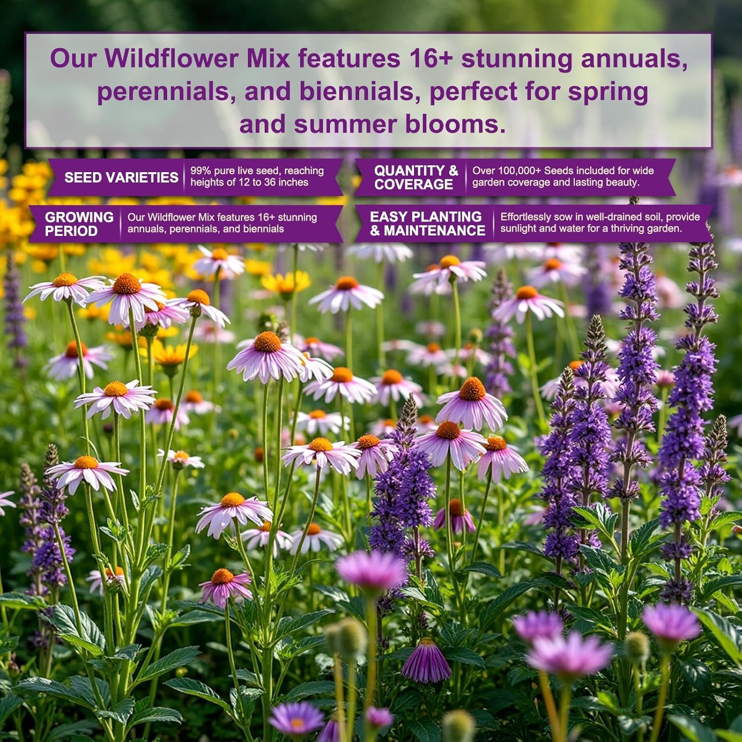 Beautiful garden featuring PLANTMEW wildflowers in bloom