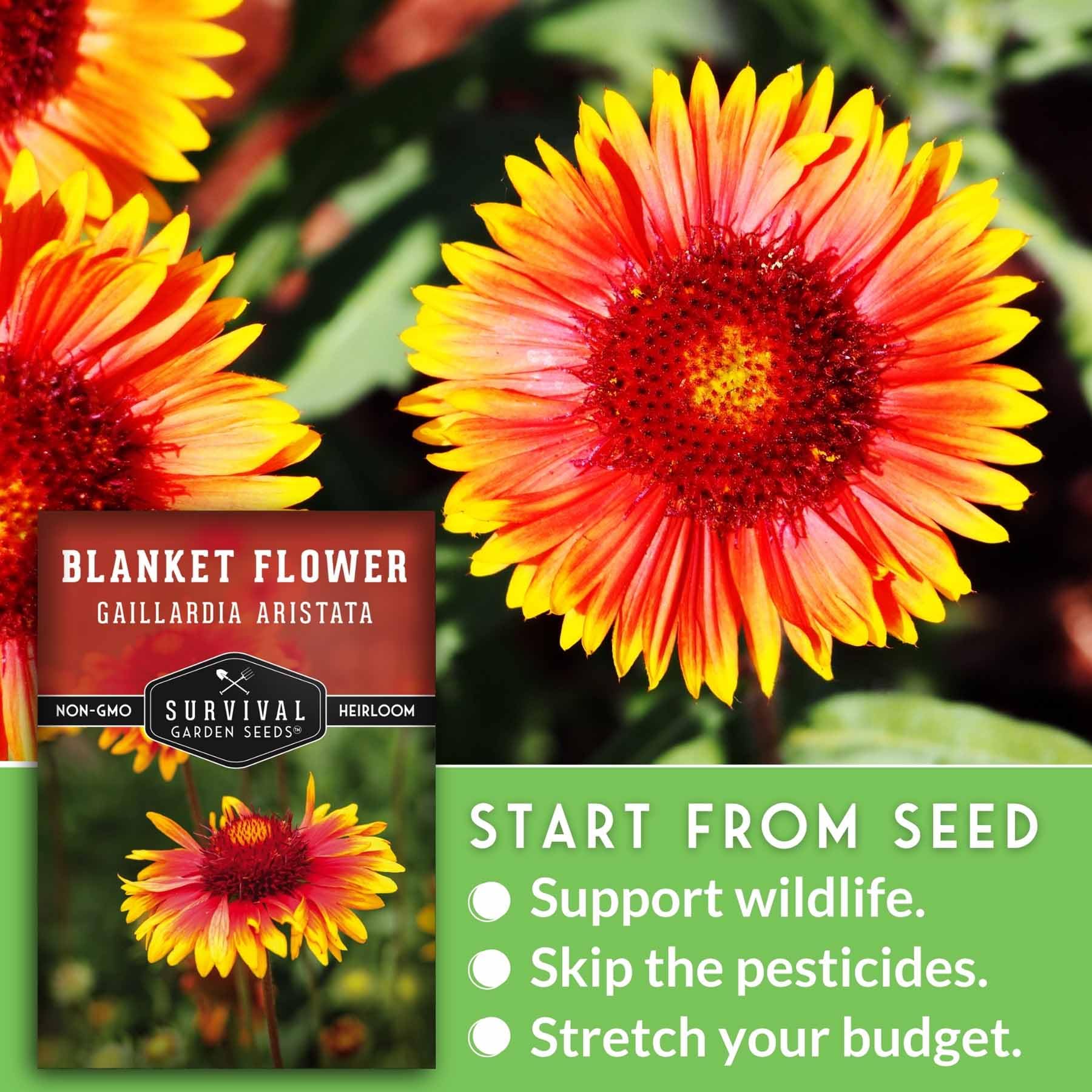 Beautiful garden with blooming Blanket Flowers in red and yellow