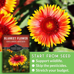 Beautiful garden with blooming Blanket Flowers in red and yellow