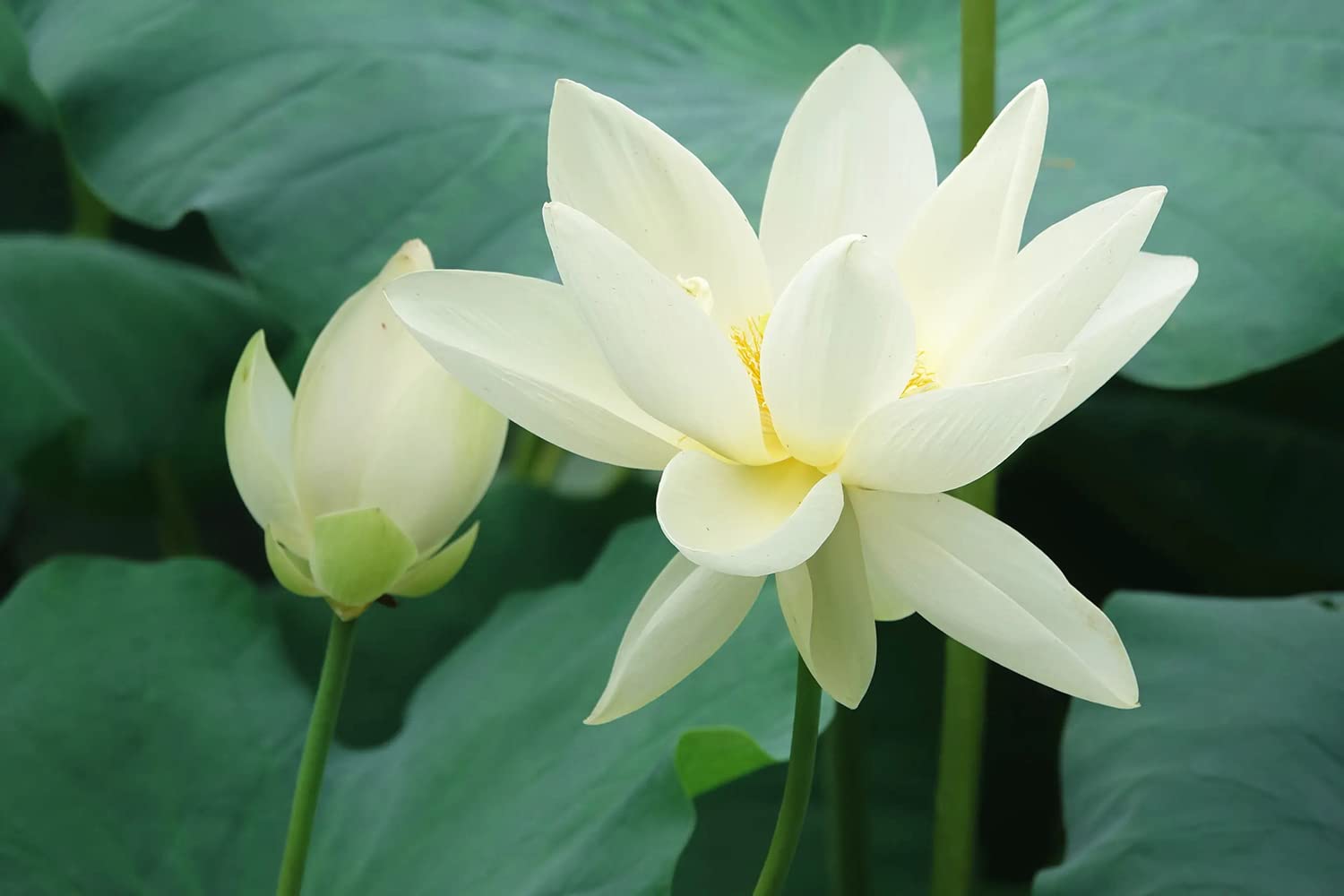 Beautiful water lily blooming from Bowl Lotus Seeds