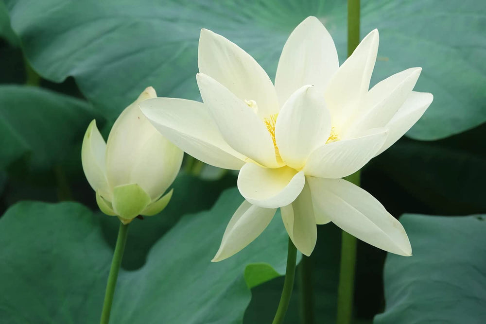 Beautiful water lily blooming from Bowl Lotus Seeds