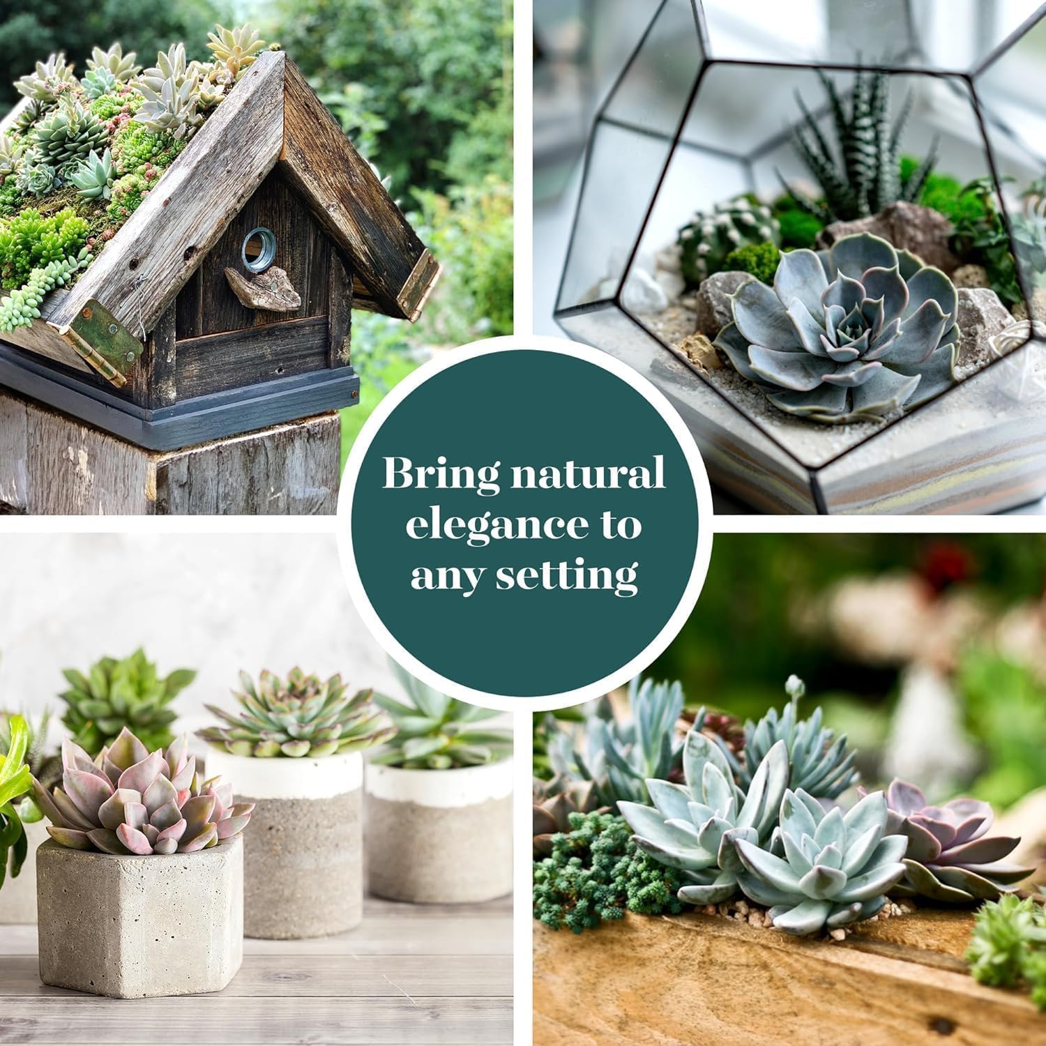 Beautifully arranged terrarium with Echeveria succulents