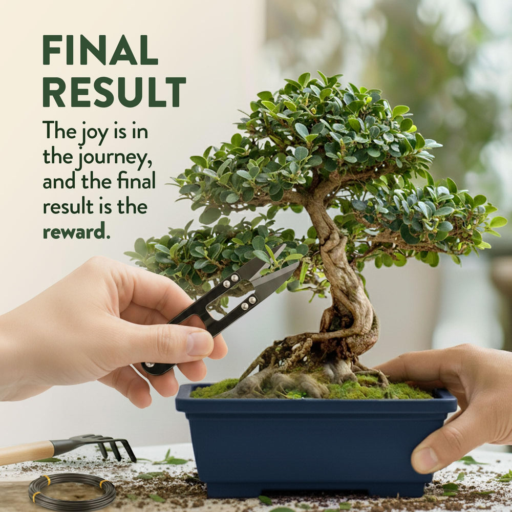 Beautifully packaged HOME GROWN Bonsai Tree Starter Kit