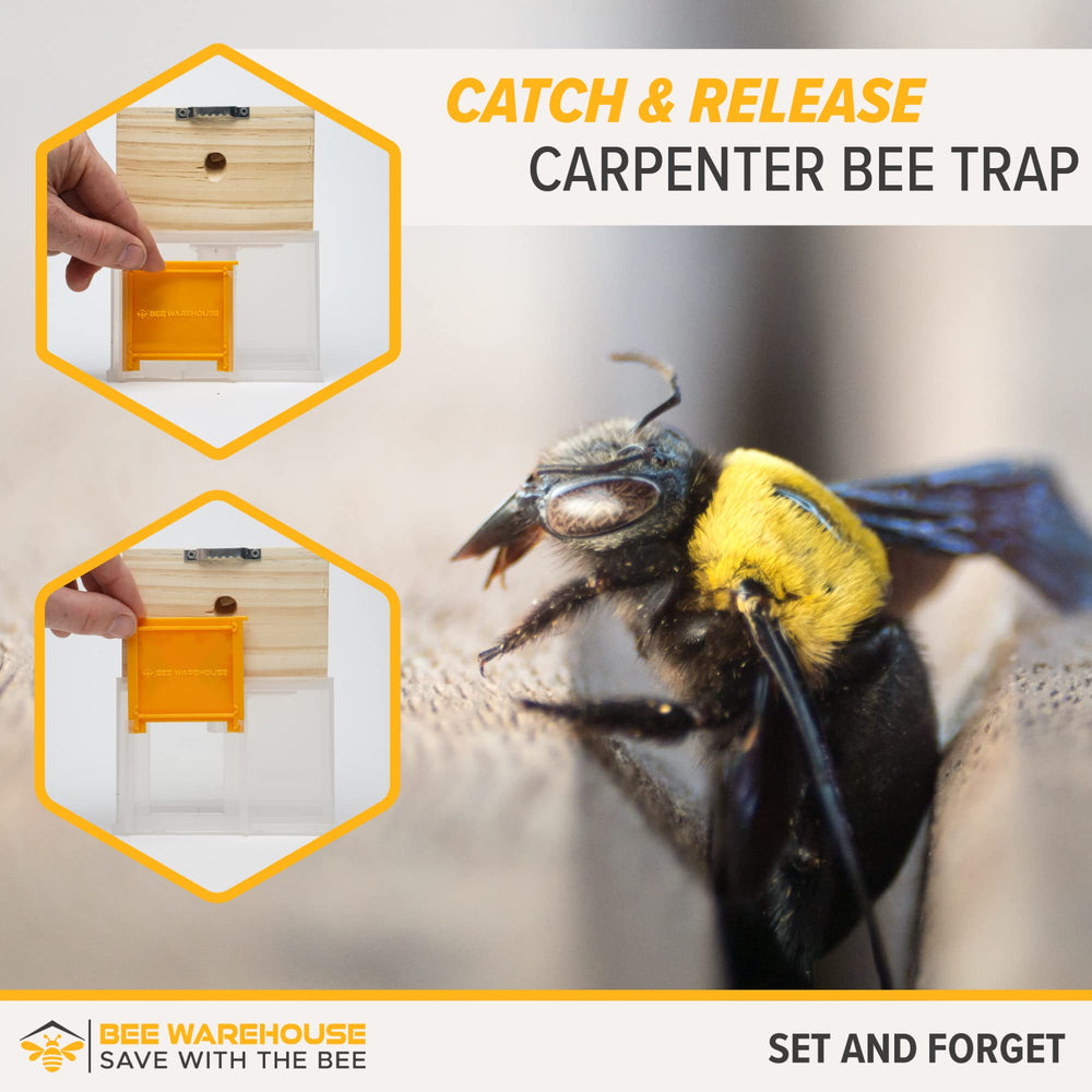 Bee Warehouse Carpenter Bee Trap close-up of catch chamber latch