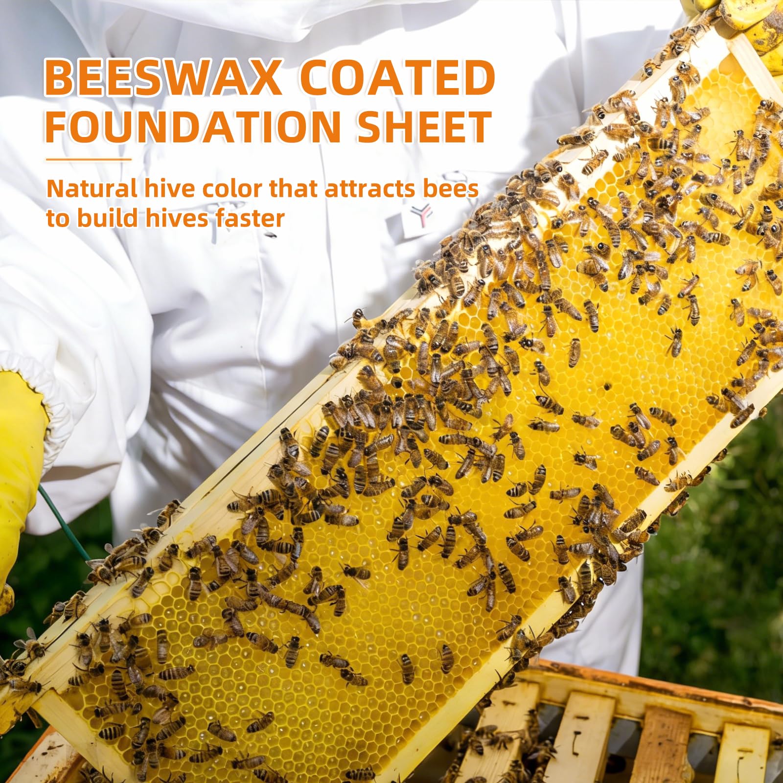 BEEINN foundation sheet in a beehive frame