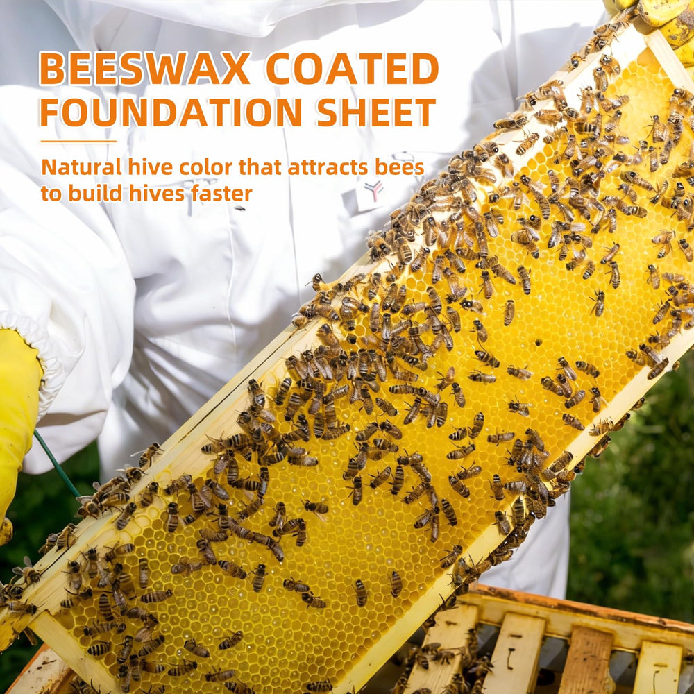 BEEINN foundation sheet in a beehive frame