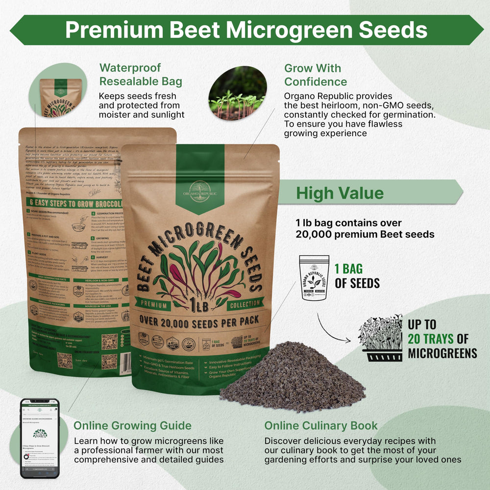 Beet microgreens growing in a soil medium