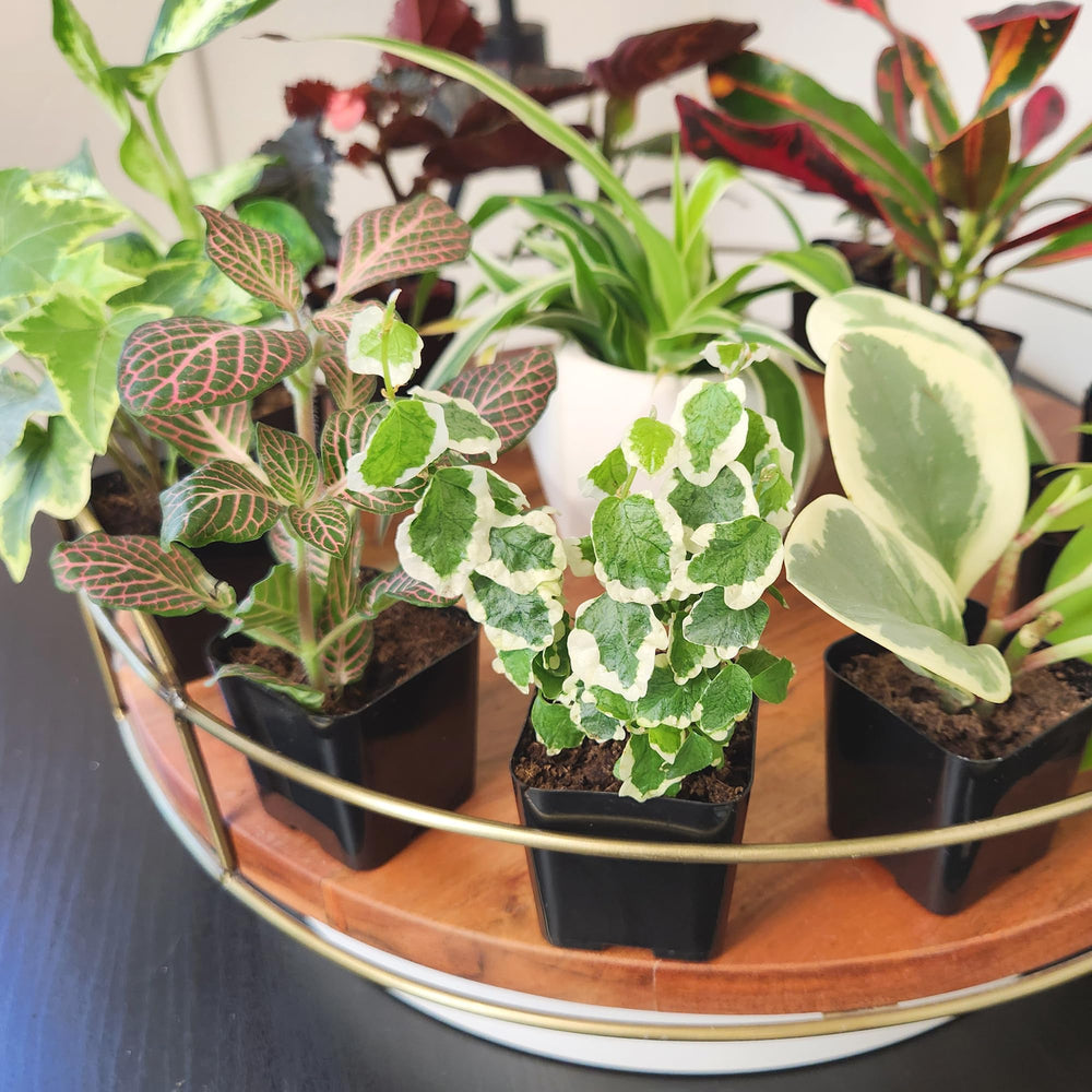 Begonia plant from the Plants for Pets collection