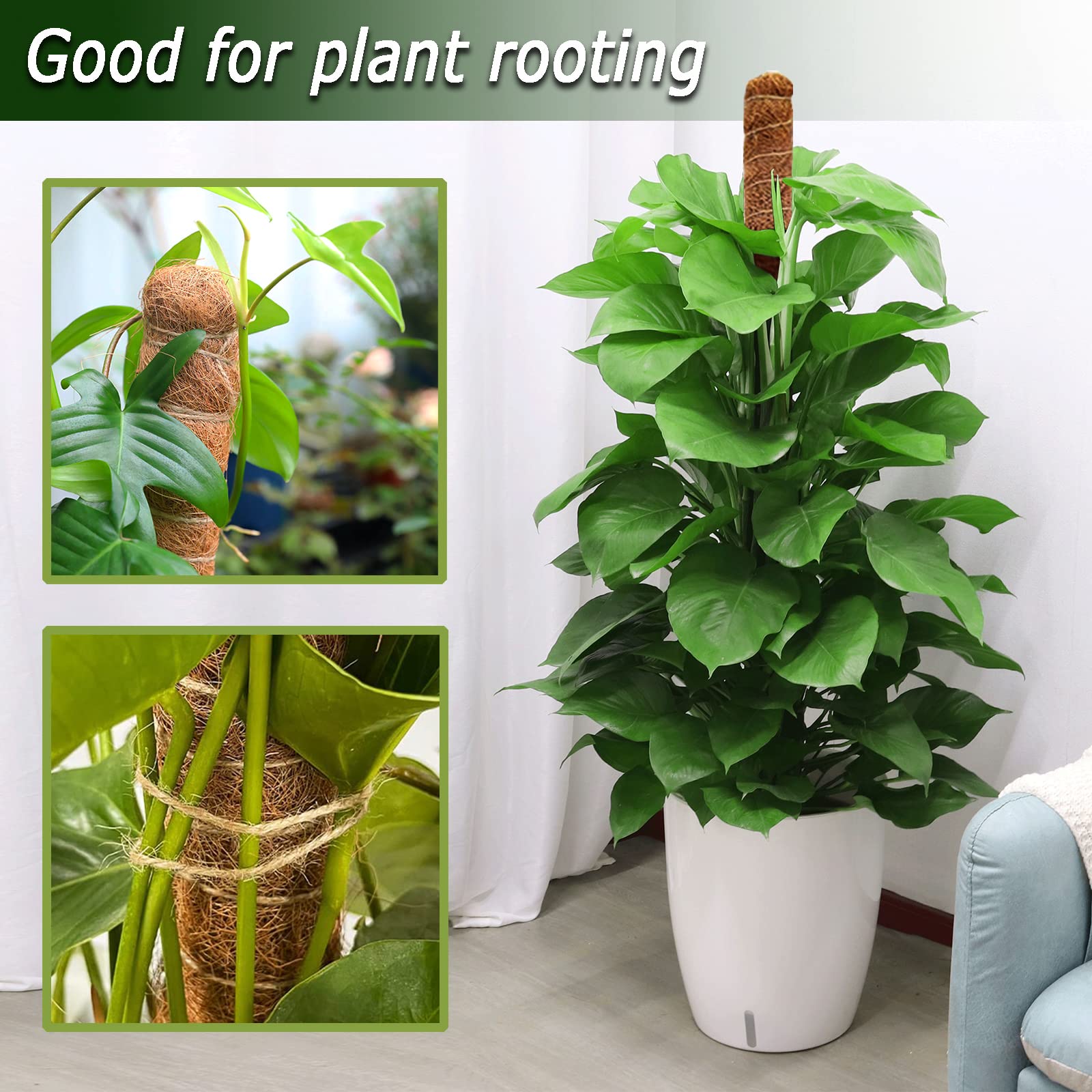 Bendable Soupiar moss pole inserted into a plant pot