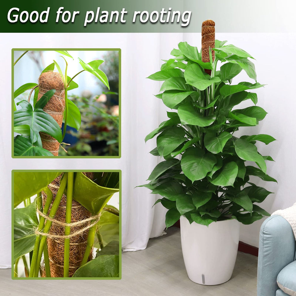 Bendable Soupiar moss pole inserted into a plant pot
