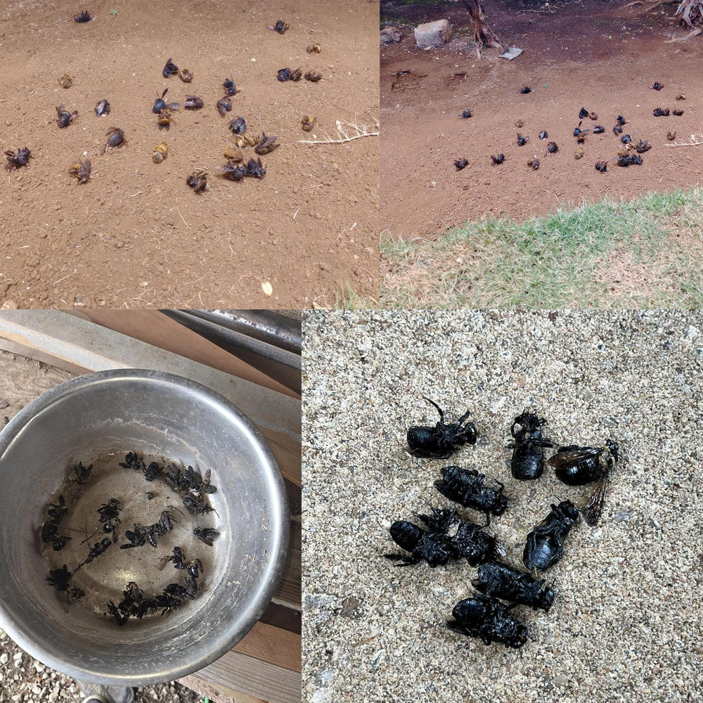Best Bee Trap Carpenter Bee Trap in use outdoors