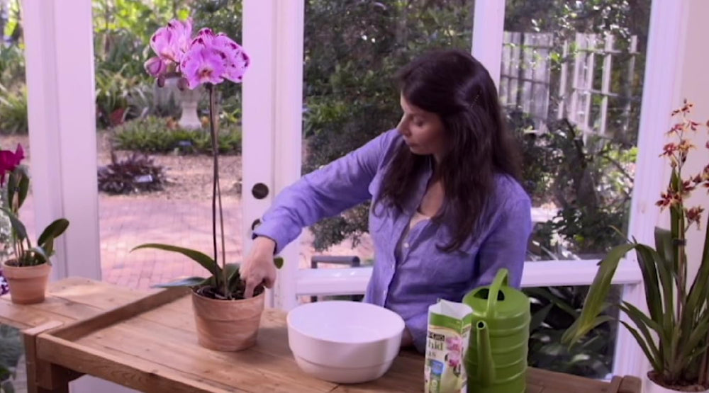 Better-Gro Phalaenopsis Potting Mix close-up with orchids