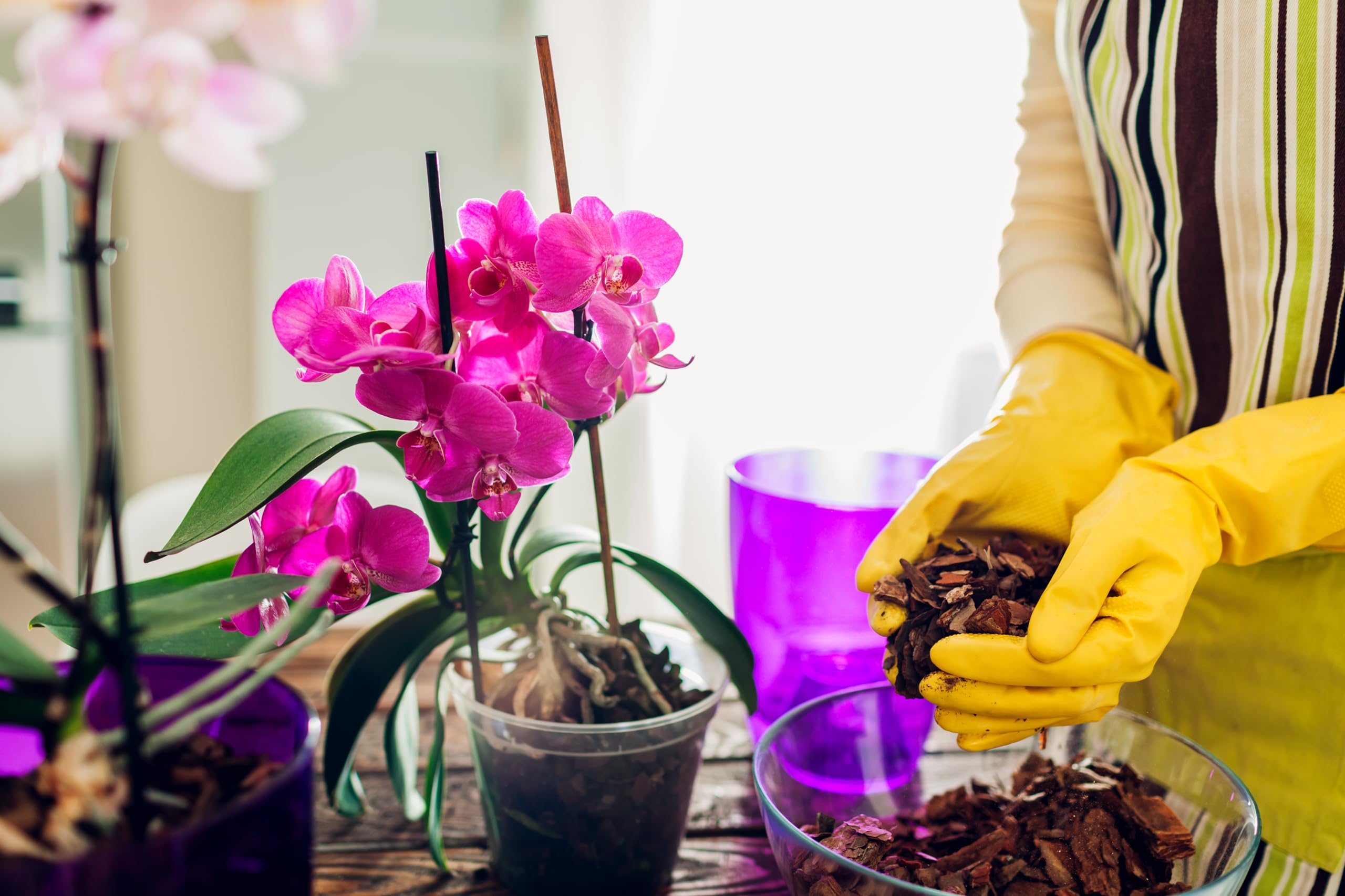 Better-Gro Phalaenopsis Potting Mix usage scene in garden