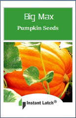Big Max Pumpkin Seeds with planting instructions