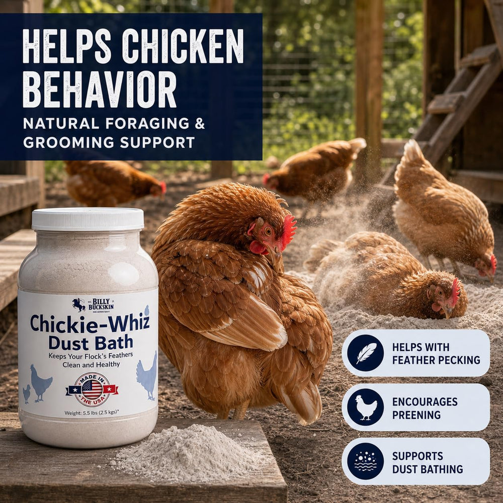 Billy Buckskin Chicken Dust Bath in dusting area for chickens