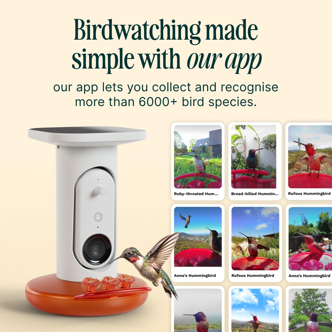 Bird Buddy Solar Hummingbird Feeder mounted in a garden