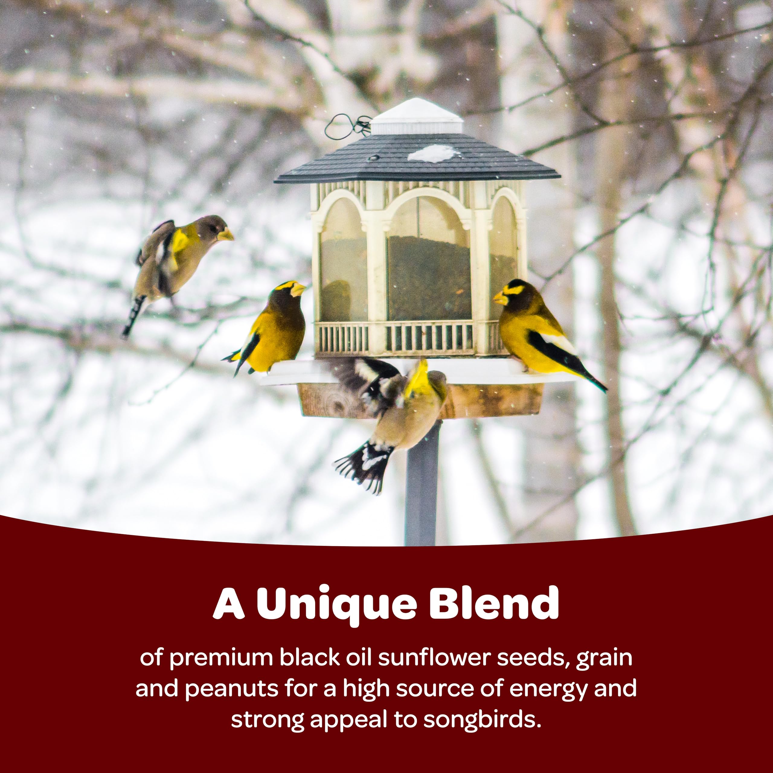Bird feeder filled with Kaytee Songbird Blend attracting colourful birds
