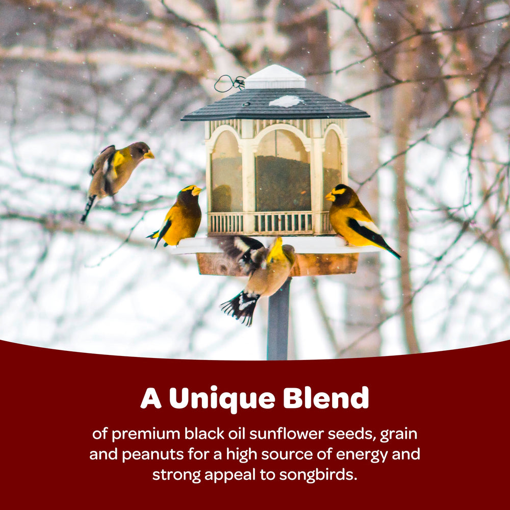 Bird feeder filled with Kaytee Songbird Blend attracting colourful birds