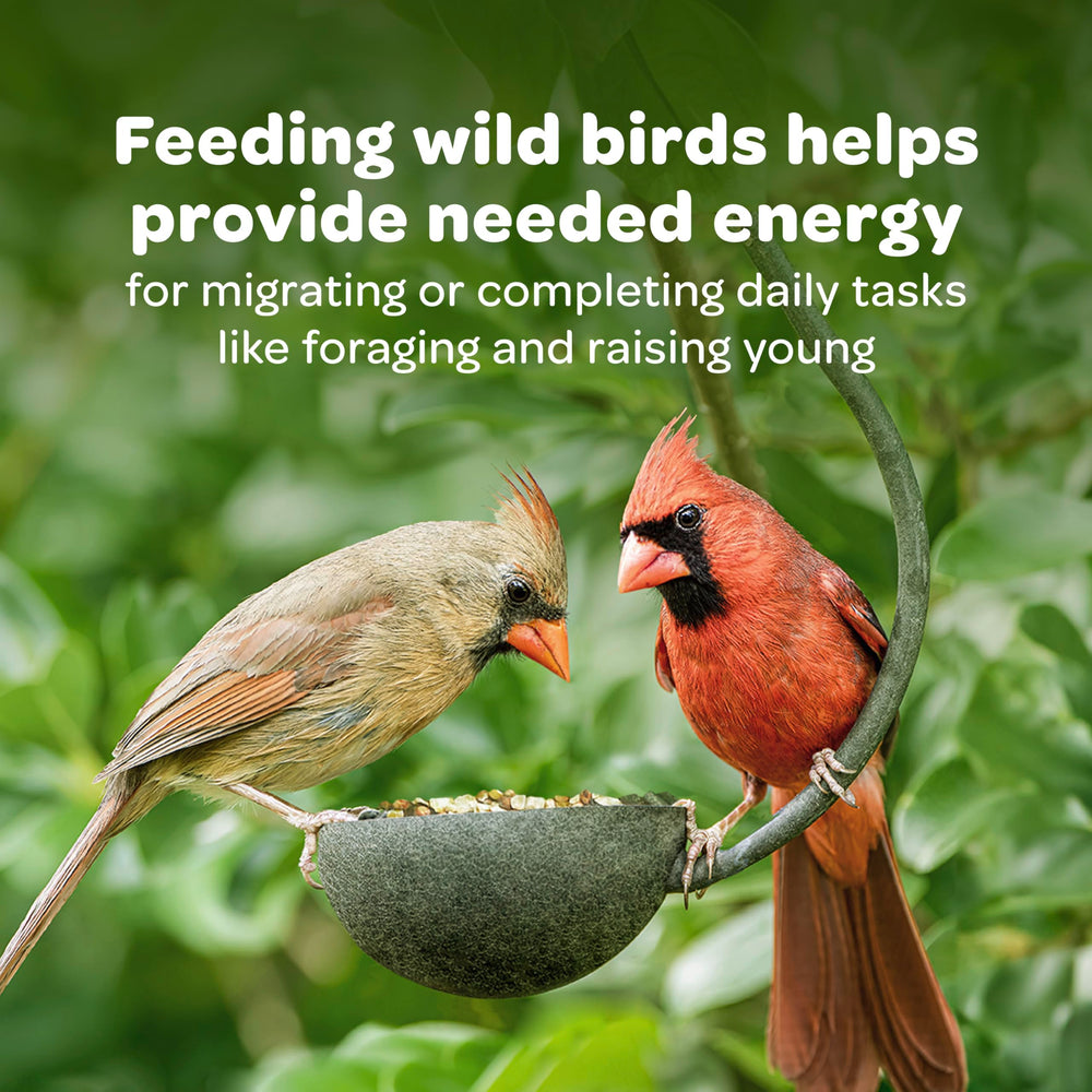 Bird feeder with Kaytee Wild Bird Seed & Mealworm Cake