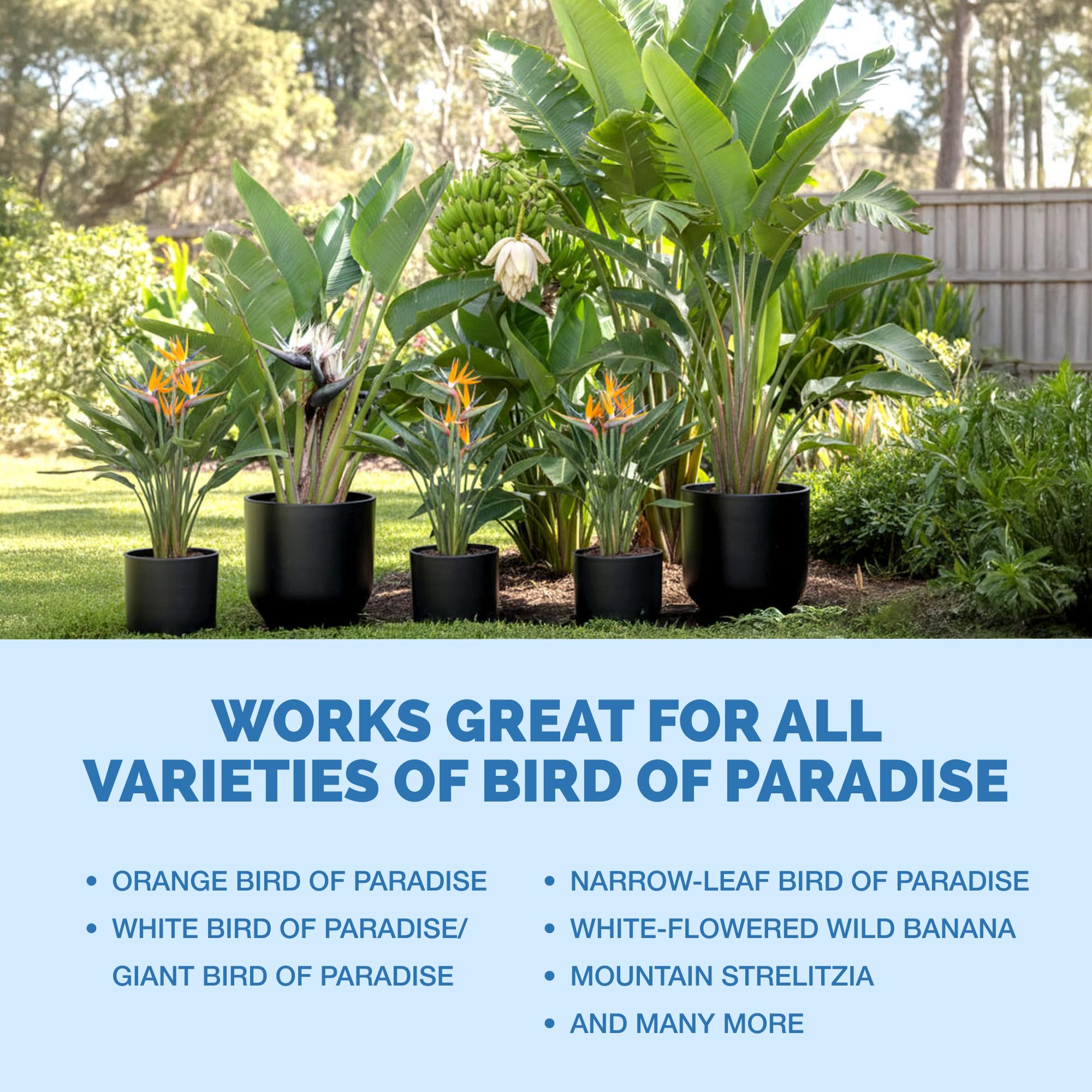 Bird of Paradise Fertilizer usage instructions