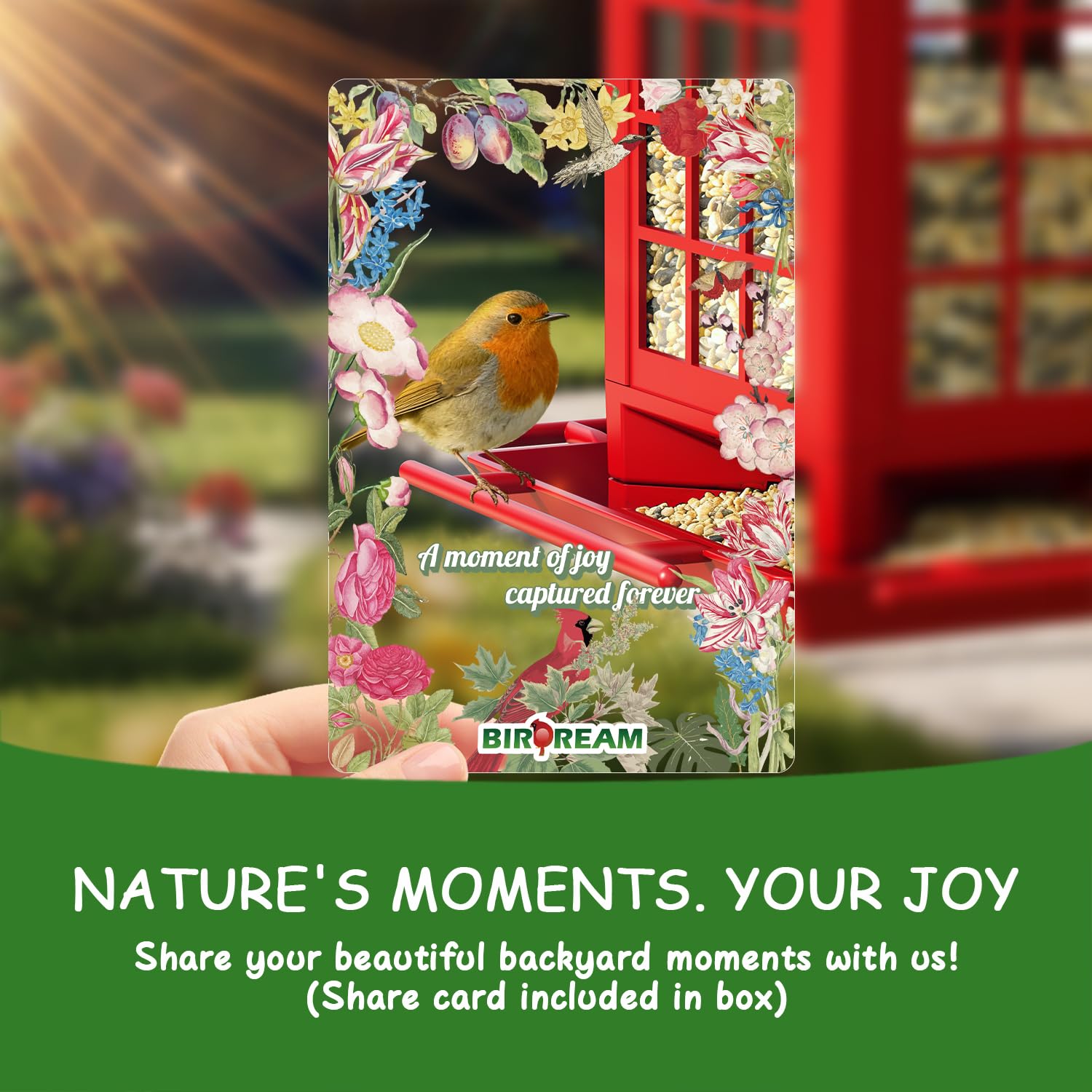 Birdream bird feeder filled with seeds attracting birds
