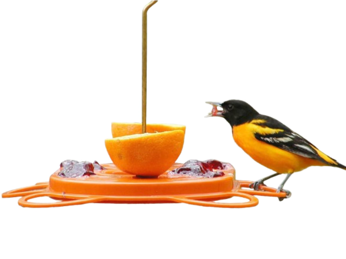 Birds Choice Oriolefest Oriole Feeder front view in orange