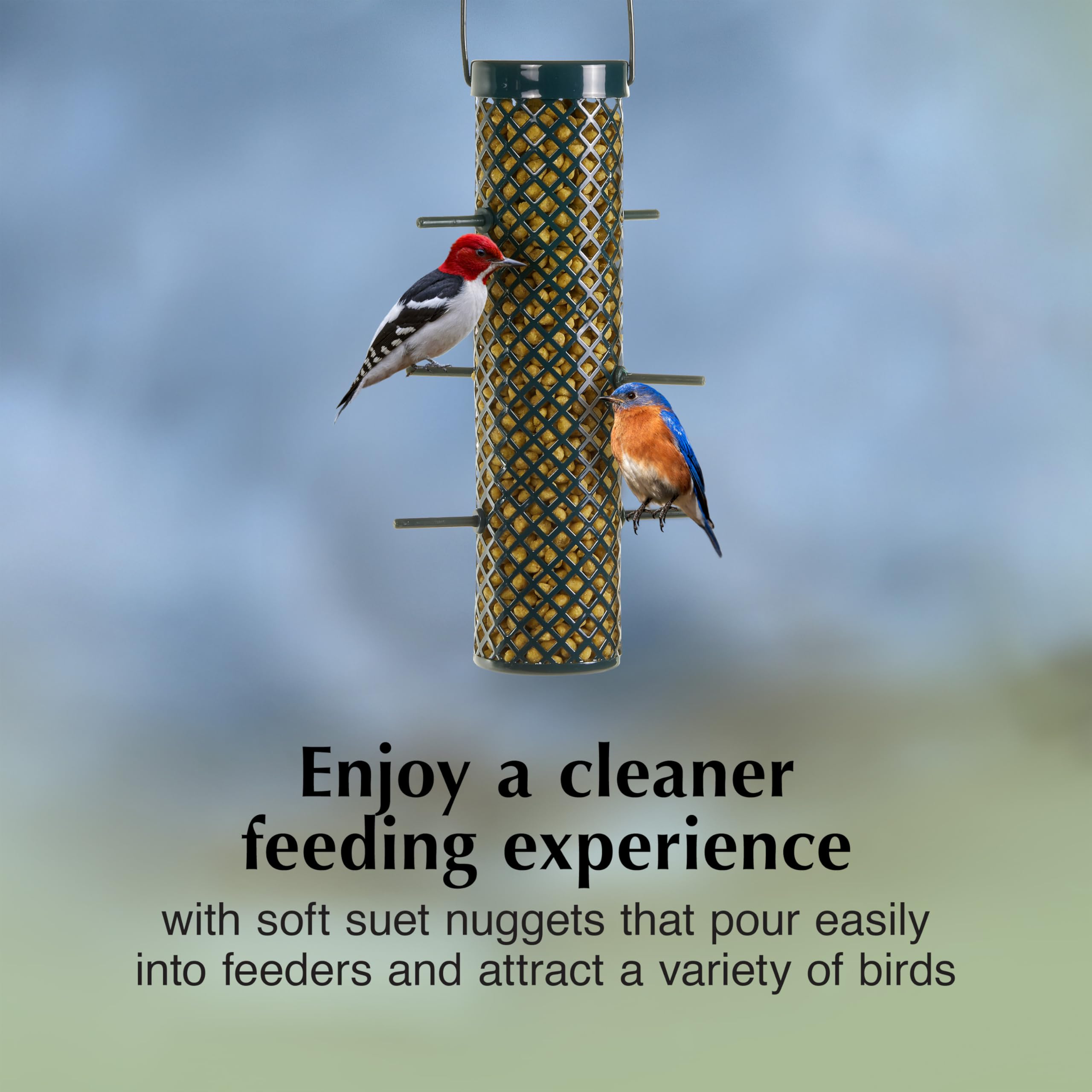 Birds enjoying C&S Bluebird Suet Nuggets