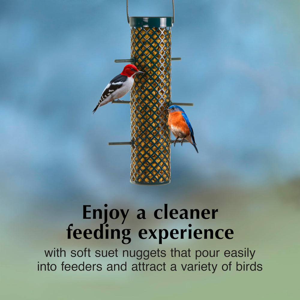 Birds enjoying C&S Bluebird Suet Nuggets