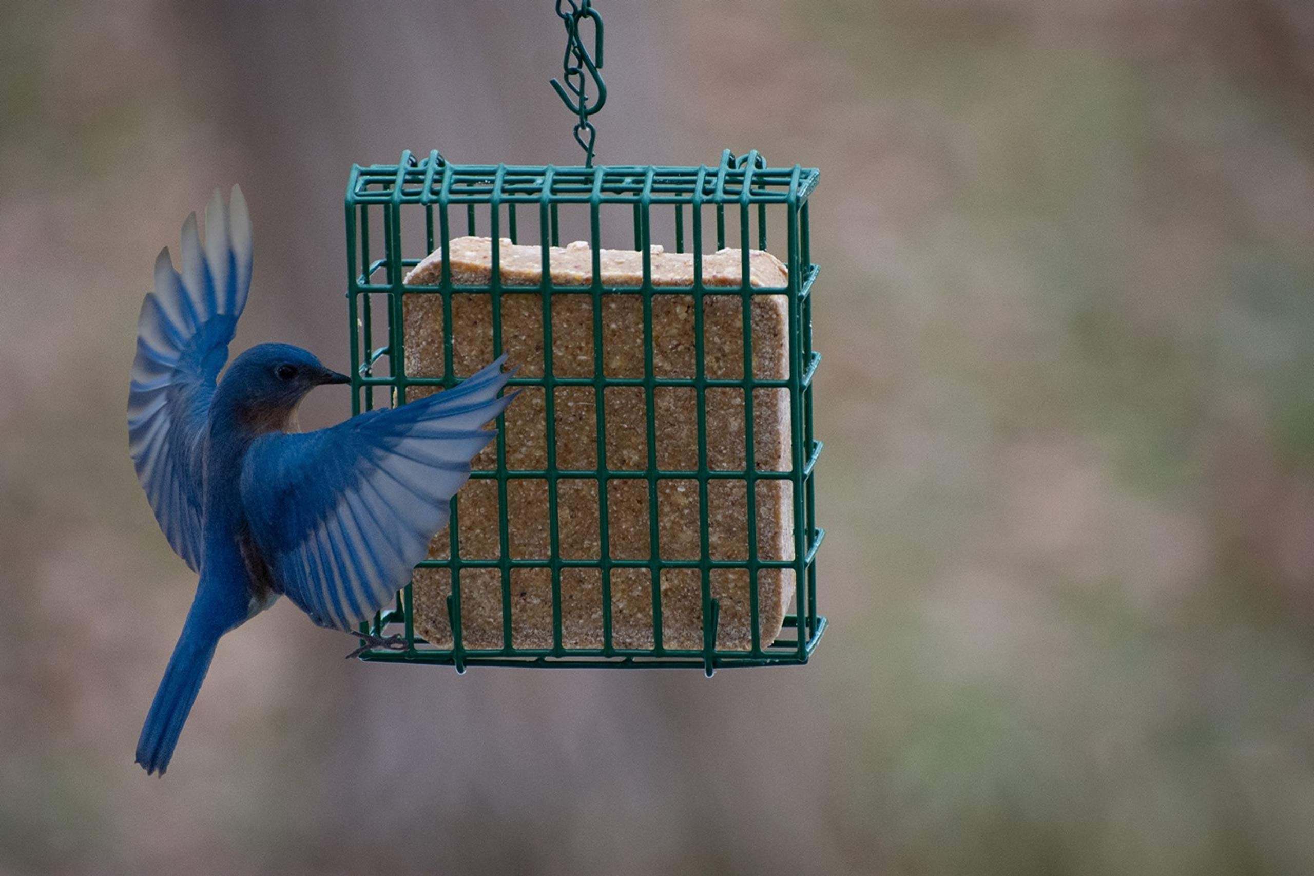 Birds enjoying C&S High Energy Delight No Melt Suet Dough in garden