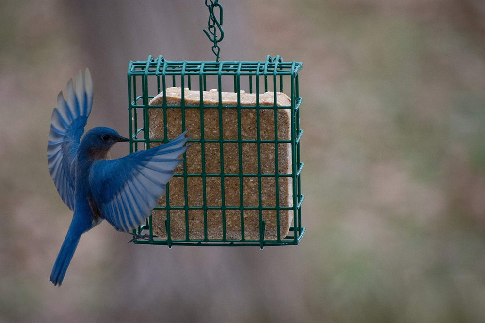 Birds enjoying C&S High Energy Delight No Melt Suet Dough in garden