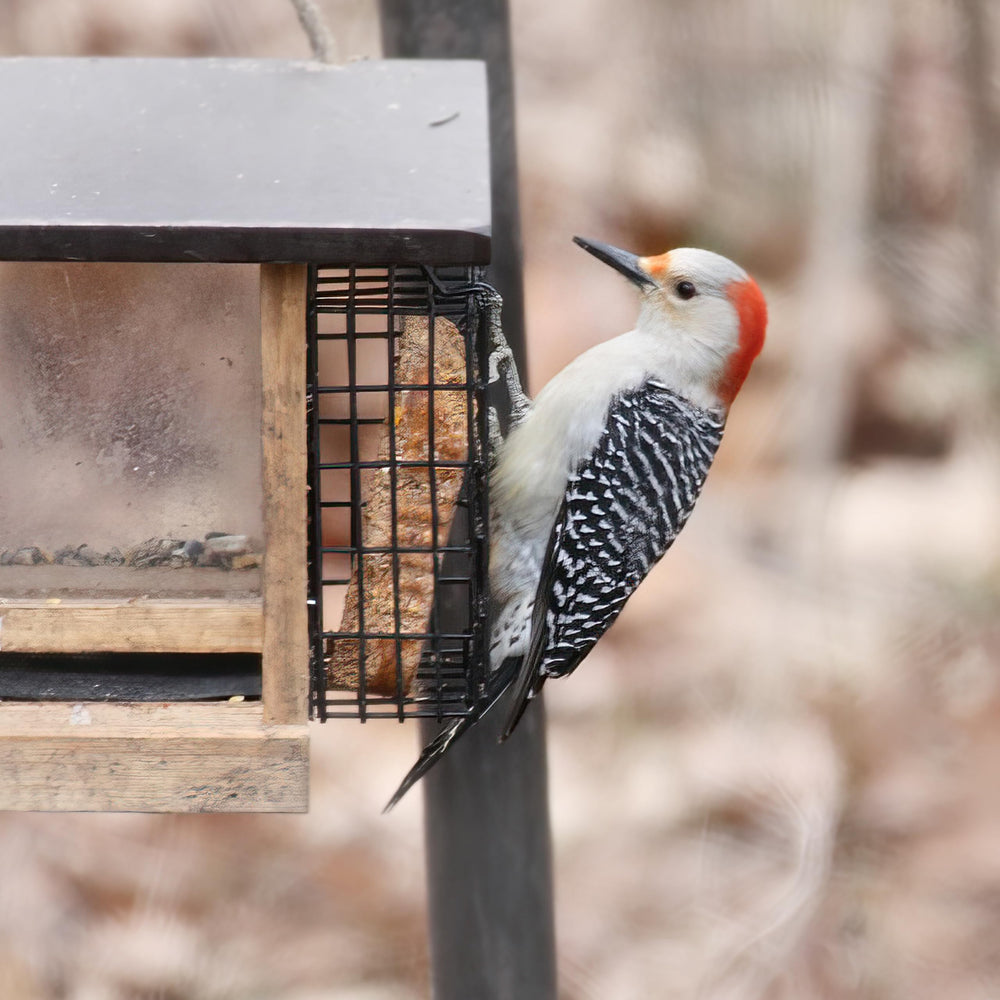 Birds enjoying Pine Tree Farms Never Melt Hot Pepper Suet Cake